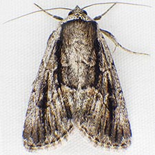 Sympistis fifia