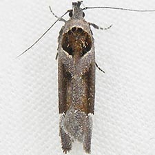 Pseudochelaria scabrella