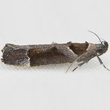 Pseudochelaria scabrella