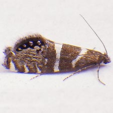 Glyphipterix bifasciata