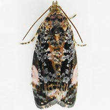 Argyroploce externa