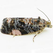 Argyroploce externa