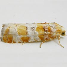 Retinia sabiniana