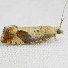 Epinotia medioplagata