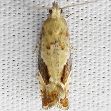 Epinotia medioplagata