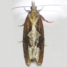 Epinotia vagana