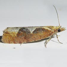 Epinotia vagana