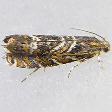 Thaumatographa youngiella