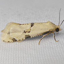 Nycthia yuccatana