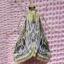 Pyrausta linealis