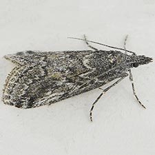 Arispe cestalis