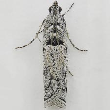 Salebriacus odiosella