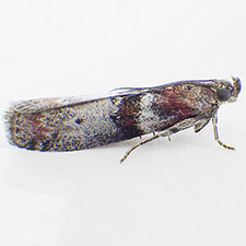 Sciota fraudifera