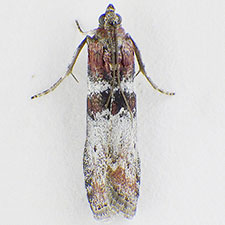 Sciota fraudifera