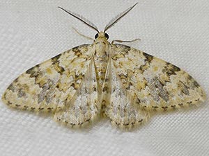 Zenophleps obscurata