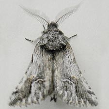 Ursia noctuiformis