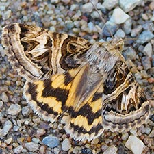 Drasteria parallela