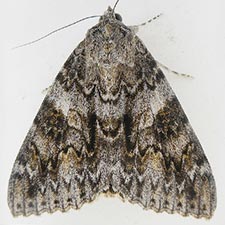 Catocala faustina