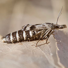 Coloradactria frigida