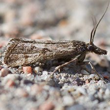 Coloradactria frigida