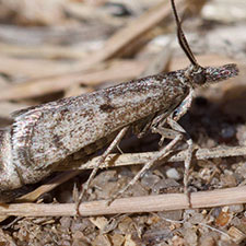 Coloradactria frigida