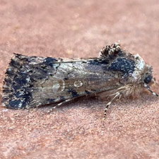 Sympistis terminalis