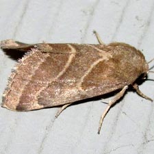 Schinia oleagina