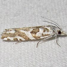 Eucosma mayelisana