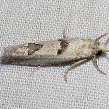 Pelochrista parapulveratana