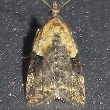 Anopina silvertonana