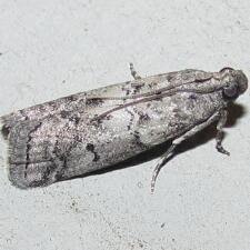 Salebriaria ademptandella