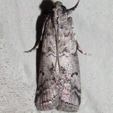 Salebriaria ademptandella