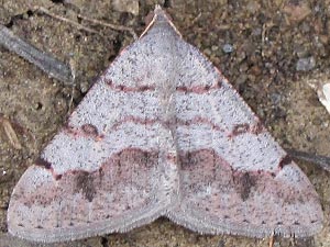 Digrammia yavapai