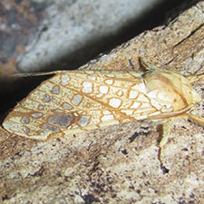 Lophocampa bicolor