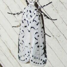 Cerathosia tricolor