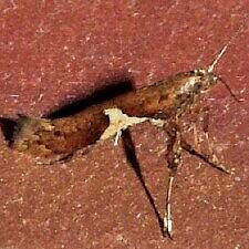 Caloptilia stigmatella