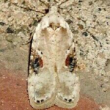 Agonopterix alstroemeriana