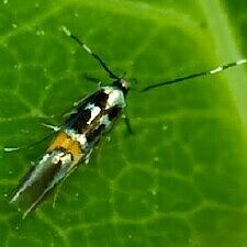 Cosmopterix molybdina