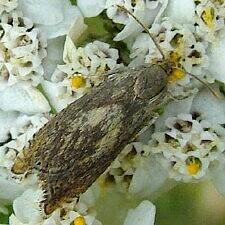 Acleris variegana