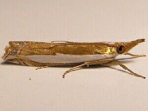 Crambus leachellus