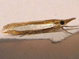 Crambus sperryellus