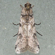 Ozamia fuscomaculella