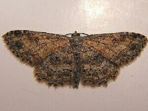 Cyclophora nanaria