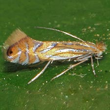 Phyllonorycter platani