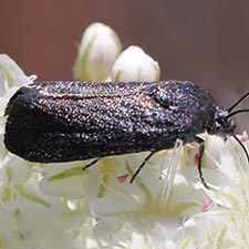 Ponometia nigra