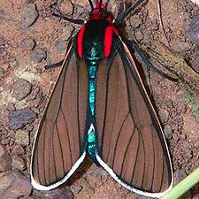 Ctenucha brunnea