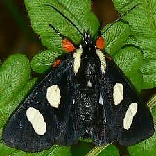 Alypia octomaculata