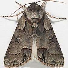 Acronicta parallela