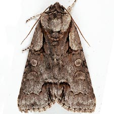 Acronicta parallela