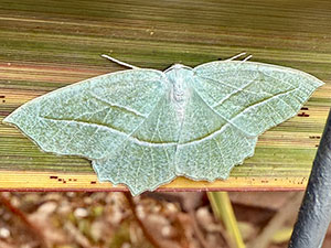 Campaea perlata